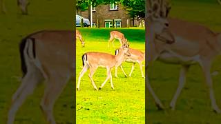 A magnificent Fallow deer herd fallowdeer bucks does 🫎🦌 [upl. by Sualohcin]