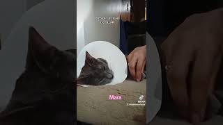 OUR CAT MARA WAS SO RELAX WHILE IM CUTTING HER NAILS russianblue cats [upl. by Stalker]