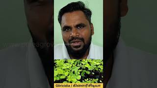 Gliricidia  கிளைரிசிடியா Gliricidia sepium  Plants for Sale animals pepper gliricidia plants [upl. by Miko]