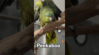 Peekaboo I see you amazonparrot raisona [upl. by Sheaff]