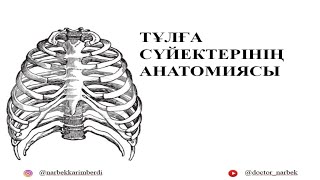 Тұлға сүйектерінің анатомиясы Омыртқаvertebraе қабырғаcostae төсsternum анатомиясы [upl. by Monica]