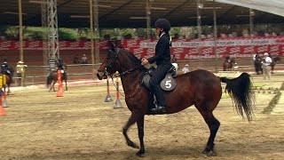 Equestrian Implements Horse tack  TvAgro por Juan Gonzalo Angel [upl. by Katerina148]