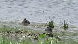 Temmincks Stint Little Ringed Plover Iwahig Philippines 2016 [upl. by Munt]