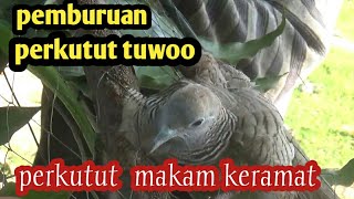 alhamdulilah perkutut makam keranat sangat mudah di taklukan [upl. by Ducan]