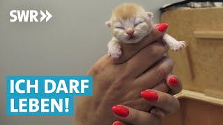 Tierheim Doku – Tierpfleger suchen neues Zuhause für Kitten und Welpen [upl. by Aisekal670]