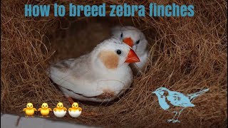 How to breed zebra finches very easy [upl. by Aurelio]