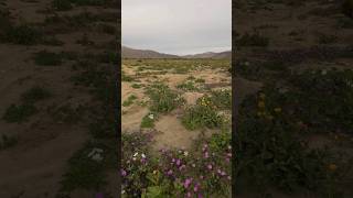 Borrego Springs Super Bloom [upl. by Aynik]