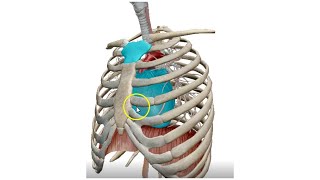 The Mediastinum 3D  Dr Ahmed Farid [upl. by Ylahtan]