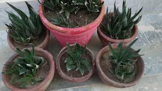 How to propagate Gasteraloe from Pup  How to grow and care Succulents [upl. by Juline]