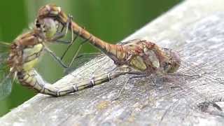 Dragonflies mating at Saltholme RSPB II [upl. by Blayze]