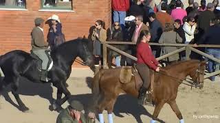 Golegã Feira do Cavalo Portugal HD [upl. by Burnaby988]