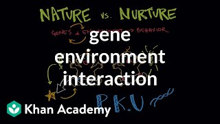 Gene environment interaction  Behavior  MCAT  Khan Academy [upl. by Anillek]