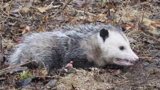 Opossum waking up from playing dead [upl. by Alarick445]