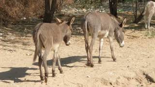 Equus Africanus Asinus The Story of Domestic Donkeys [upl. by Gelman]