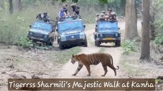 Tigress Sharmilis Majestic Walk Captivating Our First Tiger Sighting at Kanha jeepsafari wildlife [upl. by Heiskell158]