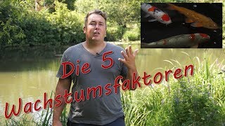 Wachstumsfaktor bei Fischen Blog 24 [upl. by Lorenzo945]