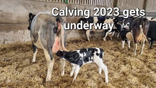 Calving season 2023 The first ones [upl. by Limbert]