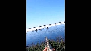 lol this is crazy Goose hunting birdhunting goosehunting youtubeshorts 2024 [upl. by Lynad183]