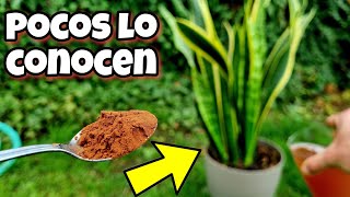 🌱 Toda PLANTA FLORECE y CRECE GRACIAS a este ABONO CASERO orgánico para huerto urbano y jardín [upl. by Ydnar]