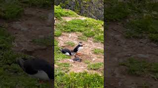 Baby puffin [upl. by Eirellav]