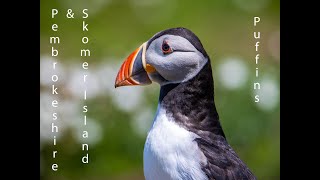 Pembrokeshire and Skomer Island 2023 Puffins Galore [upl. by Lynden339]