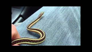 Eastern Ribbon Snake [upl. by Felike]