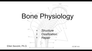 Bone Physiology BIO 201 Human Anatomy amp Physiology I [upl. by Ottie]