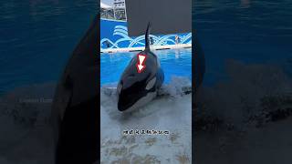 Giant Whale Surfaces at Water Park shortsvideo [upl. by Asenev]