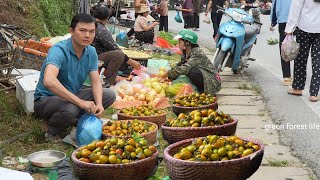 Experience harvesting persimmons in my village Robert  Green forest life [upl. by Ruscio]