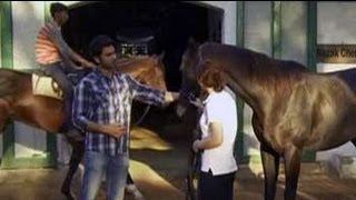 Heavy Petting How race horses are trained [upl. by Chilcote]