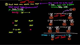 Pentose Phosphate Pathway Part 3 of 5  Control and Regulation Details [upl. by Acilejna]