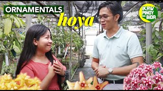 Ornamentals Part 3 Hoya  IPB Podcast Ep 19 [upl. by Nelaf]