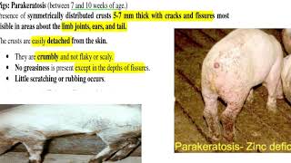 Parakeratosis in livestock  Zinc deficiency In animals ruminats and pigs [upl. by Uel165]