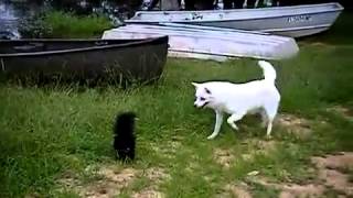 Dog vs Skunk [upl. by Ineslta]