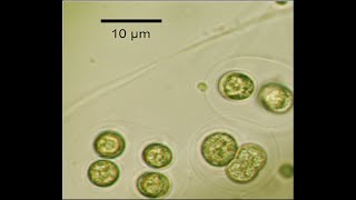 Micro Lesson 4 Proteobacteria Gramnegative and Grampositive Bacteria Phototrophics and Archaea [upl. by Reteid]