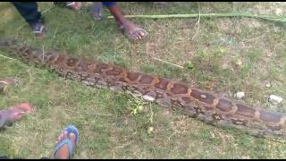 python eats nilgai at gonda of uttar pradesh [upl. by Nels]