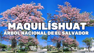 ASÍ FLORECE EL MAQUILÍSHUAT ÁRBOL NACIONAL DE EL SALVADOR [upl. by Aikehs262]