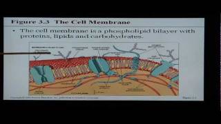 Anatomy and Physiology Help Chapter 3 The Cell [upl. by Addiego]