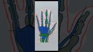 Synovial Sheaths of Handlectures for you [upl. by Ronny]