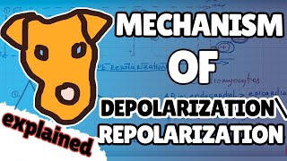 ECG Part 4 Mechanism of depolarizationrepolarization vectors formation  graphicly [upl. by Nawyt]