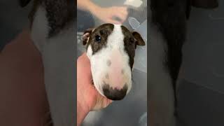 Unfall Miniatur Bullterrier Luna [upl. by Lorelei502]