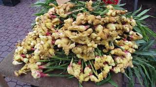 Organic locally grown Ginger on Salt Spring Island [upl. by Ponton]