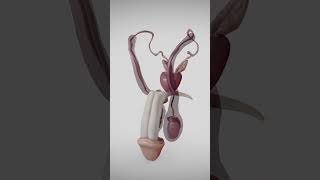 Male Reproductive System with 3D Animation [upl. by Atiran]