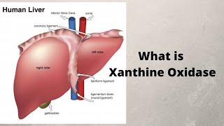 What is Xanthine Oxidase [upl. by Gannie420]