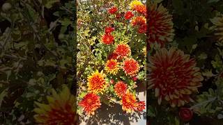 CHRYSANTHEMUMS chrysanthemumplant chrysanthemumgarden chrysanthemumflower flowers mygardenview [upl. by Hesky]