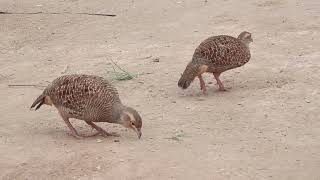 pheasant pair video new jora irani teetar awaz video [upl. by Nivan]