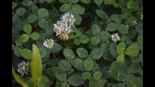 White Clover Trifolium repens [upl. by Brad]