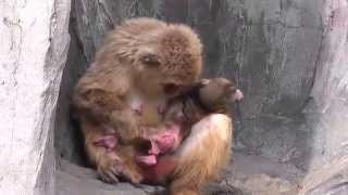 Baby Monkey 12days old ニホンザルの赤ちゃん（生後12日目）②（釧路動物園） [upl. by Kinom]