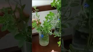 How to Propagate and Grow Blue Daze flowers in Water to Decor home and office [upl. by Nimzaj]