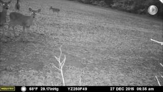 An Armadillo A Coyote taking a pee amp deer in the morning [upl. by Sudbury]